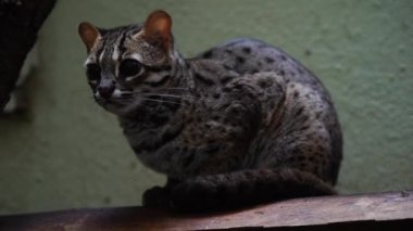 Palawan leopard cat in zoo