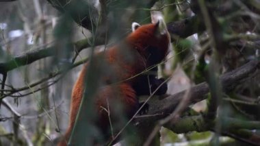 Red panda Hayvanat Bahçesi