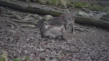 Himalayan Tahr in zoo