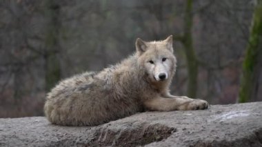 Hayvanat Bahçesi kutup kurdu