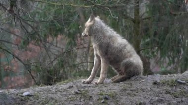 Hayvanat Bahçesi kutup kurdu