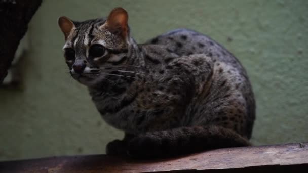Palawan Leopard Cat Zoo — Stock video