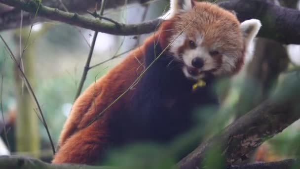 動物園のレッサー パンダ — ストック動画