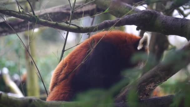 Panda Rojo Zoológico — Vídeo de stock