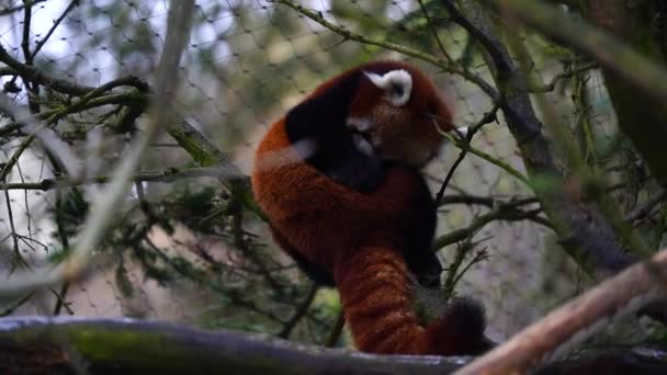Красная Панда Зоопарке — стоковое видео