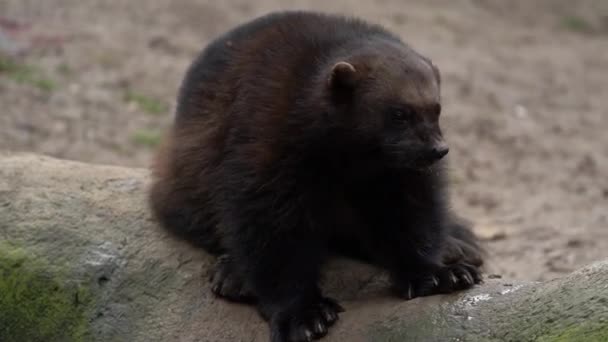 Video Wolverine Zoo — стоковое видео