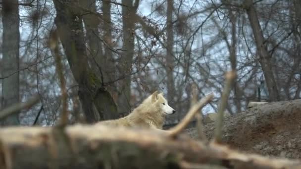 Arktický Vlk Zoo — Stock video