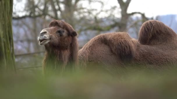 Inhemska Bactrian Camel Djurparken — Stockvideo