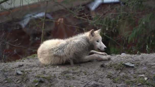 Αρκτική Λύκος Στο Ζωολογικό Κήπο — Αρχείο Βίντεο