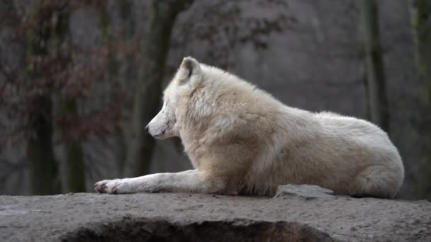 Loup Arctique Dans Zoo — Video
