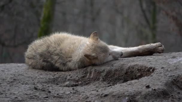 在动物园里的北极狼 — 图库视频影像