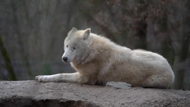 Loup Arctique Dans Zoo — Video