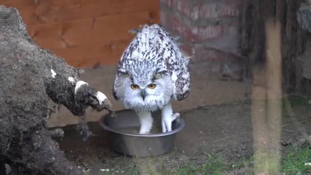 Eurasian Eagle Owl Zoo — Stockvideo