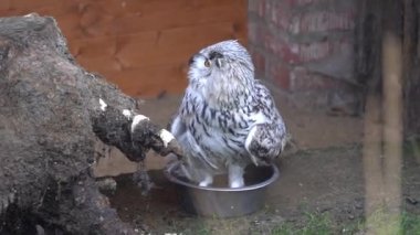 Eurasian eagle owl in zoo