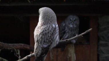 Great grey owl in zoo