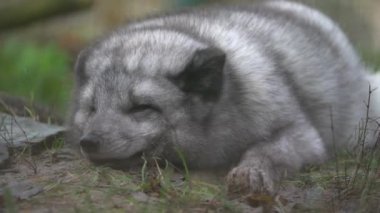 Arctic fox in zoo