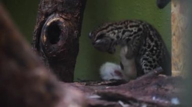 Hayvanat bahçesindeki Palawan Leoparı Kedisi