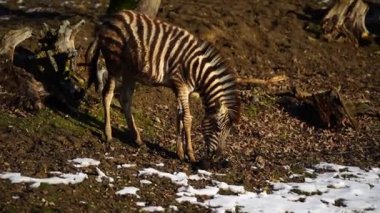 Zebra hayvanat bahçesinde