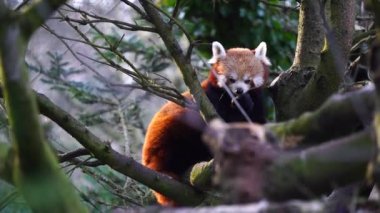 Red panda Hayvanat Bahçesi