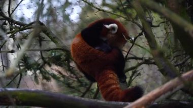 Red panda Hayvanat Bahçesi