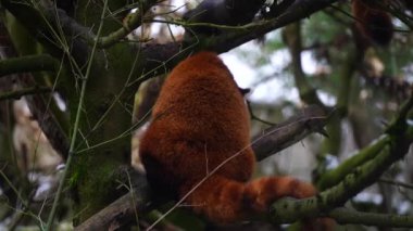 Red panda Hayvanat Bahçesi