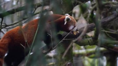 Red panda Hayvanat Bahçesi