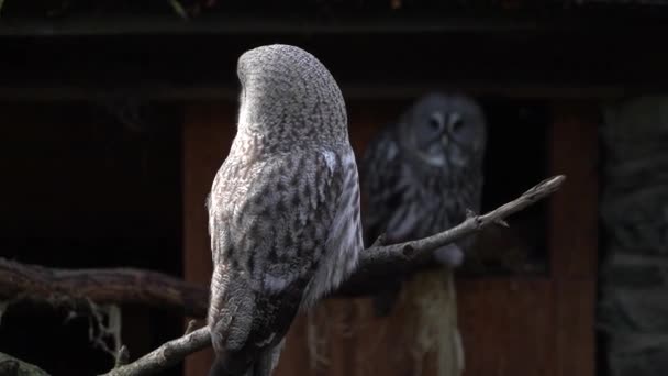 Great Grey Owl Zoo — Stock videók