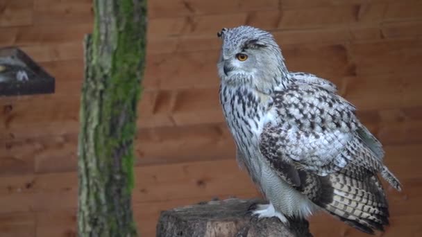 Eurasian Eagle Owl Zoo — 비디오