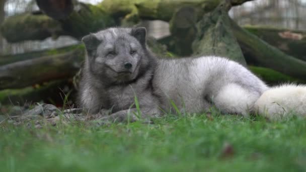 Arctic Fox Zoo — Stock video