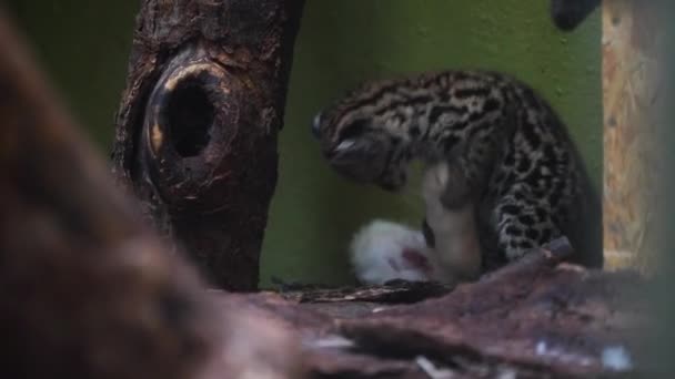 Палаван Leopard Cat Зоопарку — стокове відео