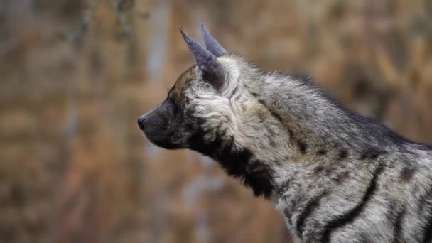 Hyène Rayée Dans Zoo — Video
