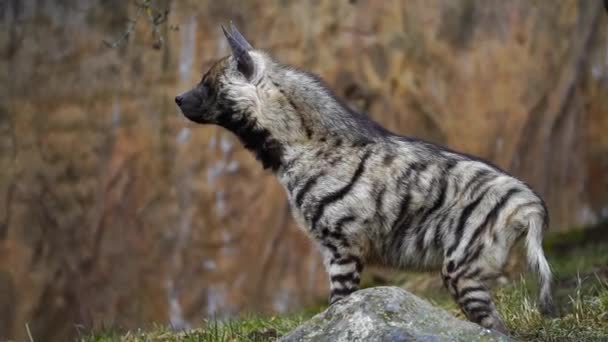 Striped Hyaena Zoo — Wideo stockowe