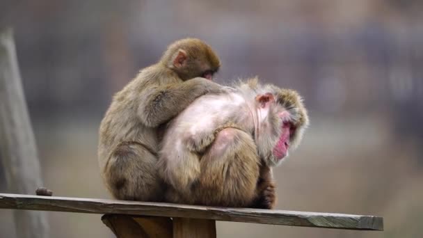 Macaco Japonês Zoológico — Vídeo de Stock