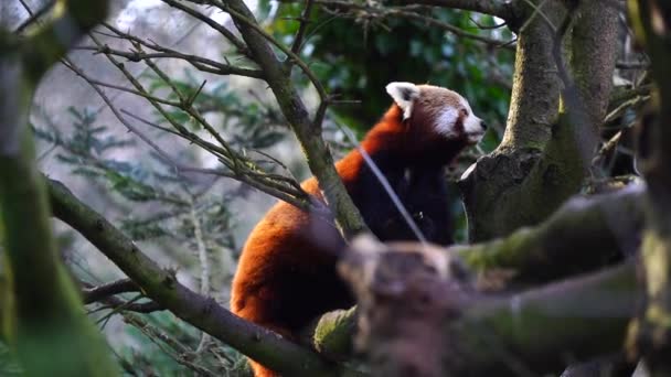 Червона Панда Зоопарку — стокове відео