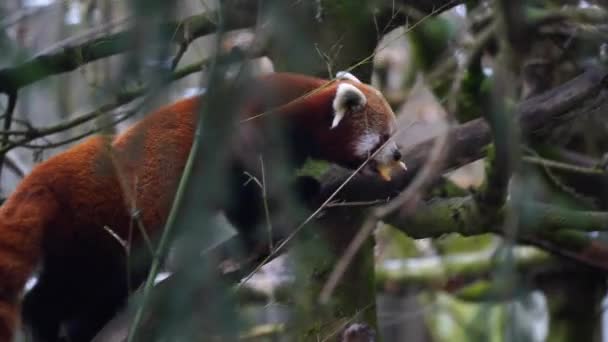 Panda Rouge Dans Zoo — Video