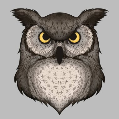 Illustration of owl vector