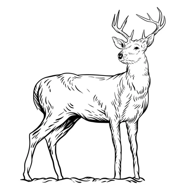 Illustration Deer Vector — Stock Vector