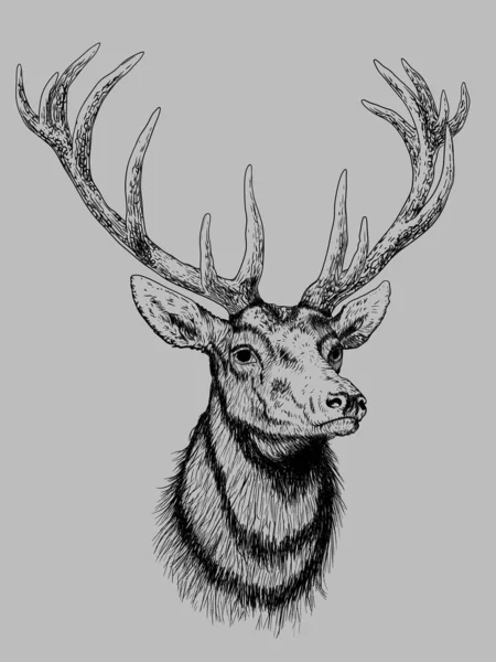 Illustration Deer — Stock Vector
