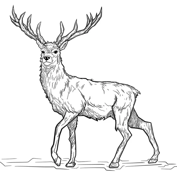 Illustration Deer — Stock Vector