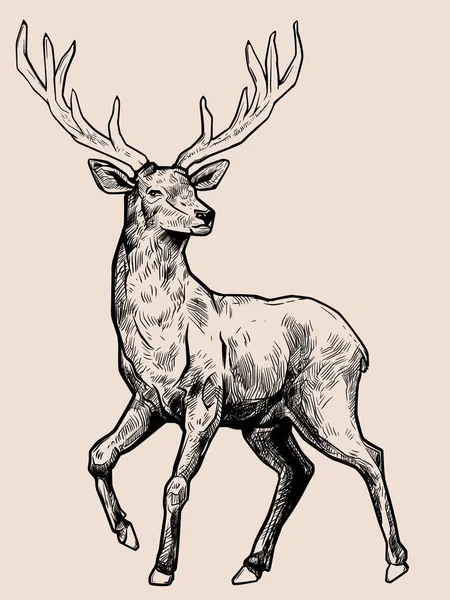 Illustration Deer Pen Style — Stock Vector