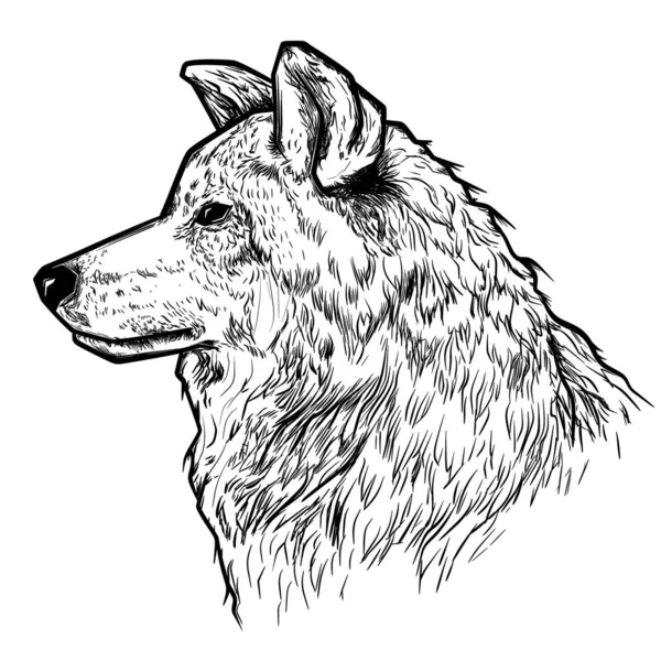 Illustration Wolf Pen Style — Stock Vector