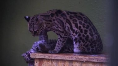Hayvanat bahçesindeki bir Margay videosu