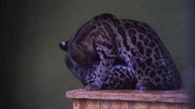 Hayvanat bahçesindeki bir Margay videosu