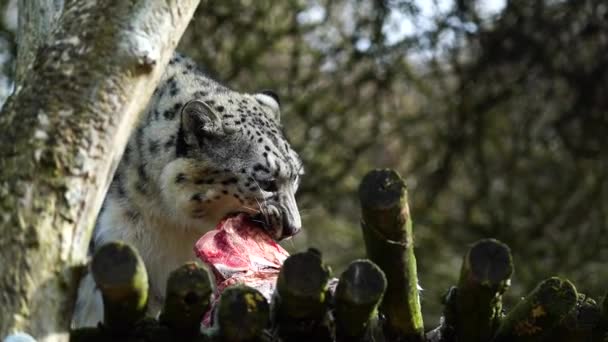 Snö Leopard Djurparken Äta Kött — Stockvideo
