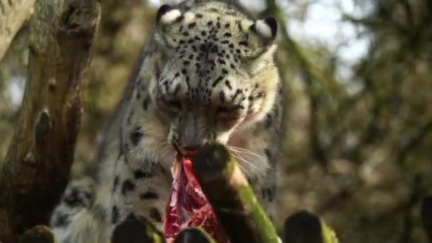 Leopardo Las Nieves Zoológico Comiendo Carne — Vídeo de stock
