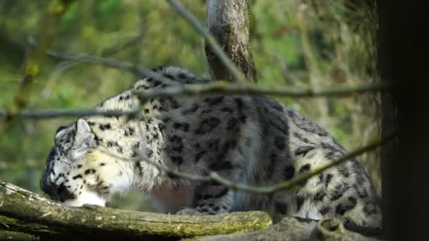 Leopardo Delle Nevi Nello Zoo Che Mangia Carne — Video Stock