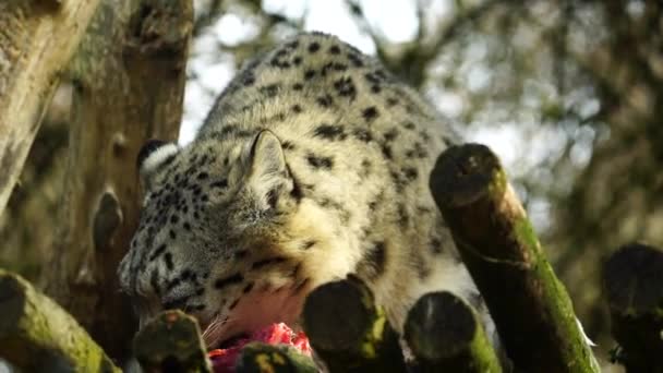 Snow Leopard Zoo Eating Meat — Stock video