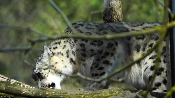 Leopardo Delle Nevi Nello Zoo Che Mangia Carne — Video Stock