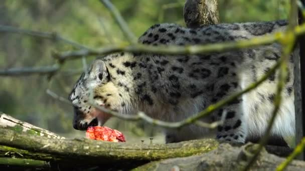 Leopardo Neve Zoológico Comendo Carne — Vídeo de Stock