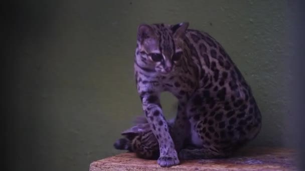 Wideo Margay Zoo — Wideo stockowe